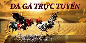 Trực Tiếp Đá Gà 789WIN - Thưởng Thức Đá Gà Đỉnh Cao