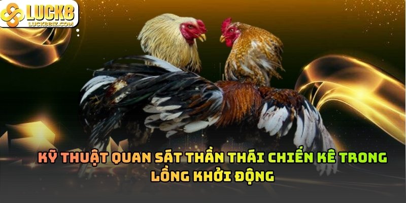 Tâm lý của gà khi đá Cựa Dao Philippines