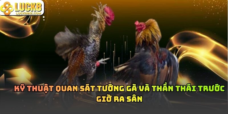 Tướng gà vô địch trường Đá Gà Thomo