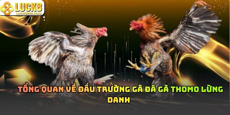 Trường gà thomo thực tế 