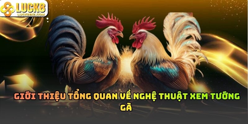 Xem tướng gà nhận biết gà quý hiếm đá độ